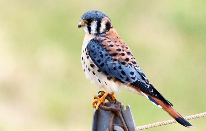 Tennessee Birds of Prey - American Kestrel 