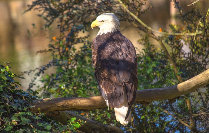 Bald Eagle - Eagles in Tennessee