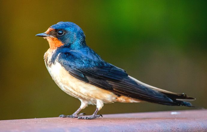 Small birds in Tennessee- Barn Swallow