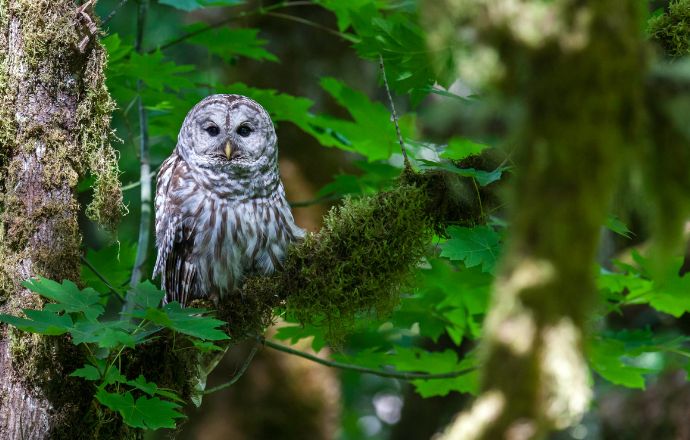 20 Beautiful Birds Of Tennessee