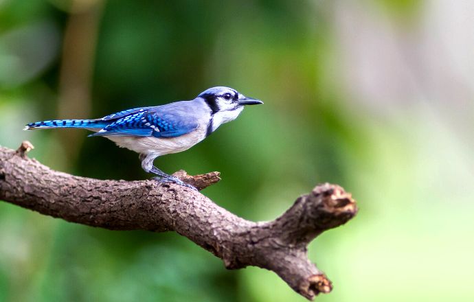 Tennessee blue birds - Blue Jay