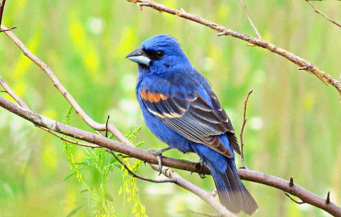 Blue Birds in Tennessee - Blue grosbeak