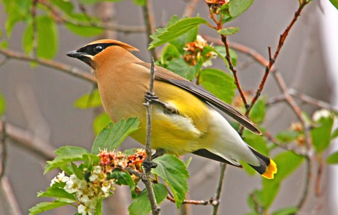 Birds of East Tennessee - Cedar Waxwing