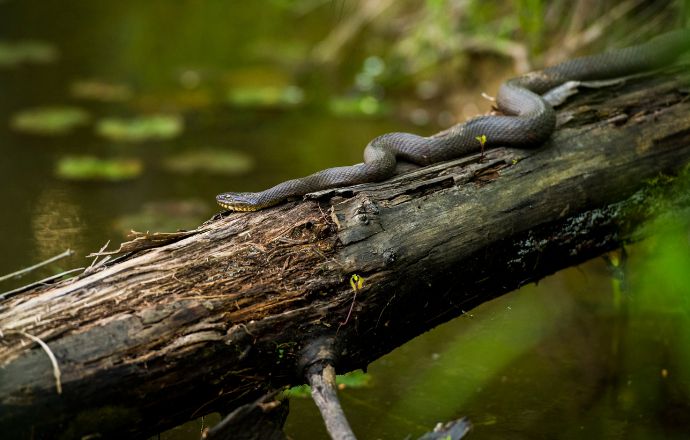 Water snakes in Tennessee - Common Water Snake