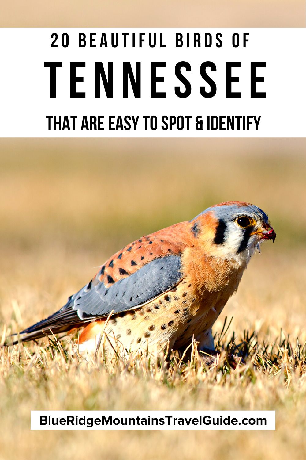 20 Beautiful Birds of Tennessee that you're likely to spot including Water Birds, Birds of Prey, Blue Birds, Red Birds & more! | birds of east tennessee | owls in tennessee | hawks in tennessee | state bird of tennessee | tn birds | hummingbird tennessee | birds of tn | tennessee bird | woodpeckers in tennessee | blue birds in tennessee | birds in tn | blue birds of tennessee | common birds in tennessee | red birds in tennessee birds native to tennessee | tennessee birds of prey |