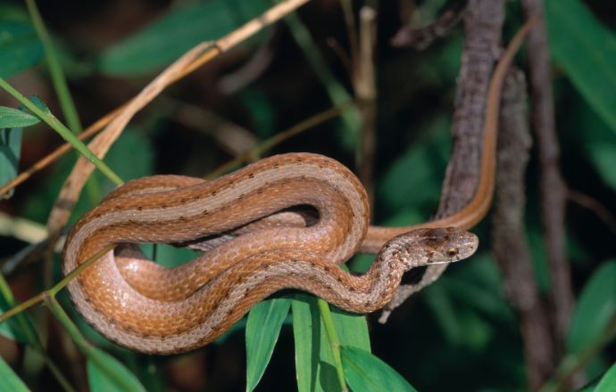Brown snakes in Tennessee - Dekay’s Northern Brown Snake