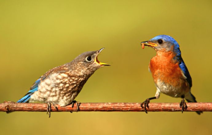 Eastern Blue Bird feeding Baby Bird