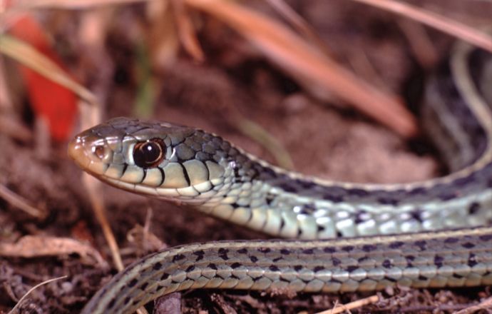 Garter snake Tennessee
