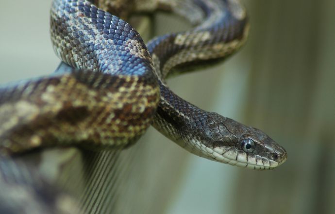 Gray rat snake Tennessee