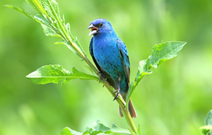 Indigo bunting