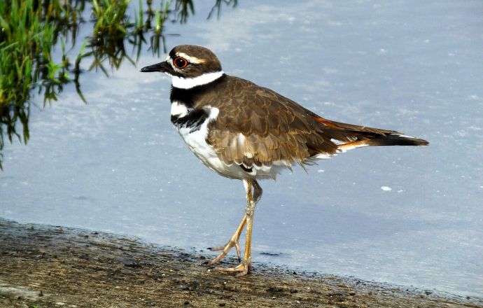 Tennessee water birds - Killdeer