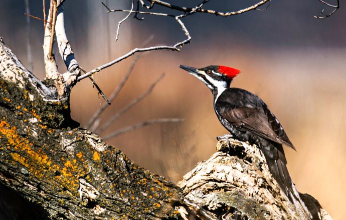 Woodpeckers in Tennessee - Pileated Woodpecker