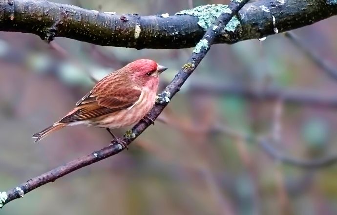 Finches in Tennessee - Purple Finch