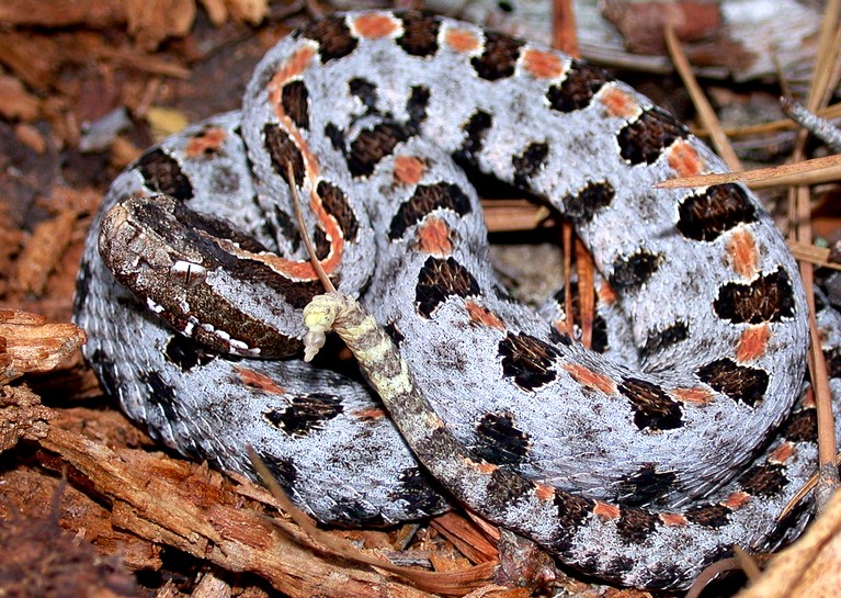 Pygmy Rattlesnake in TN