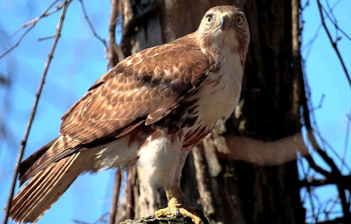 Hawks in Tennessee- Red-Tailed Hawk