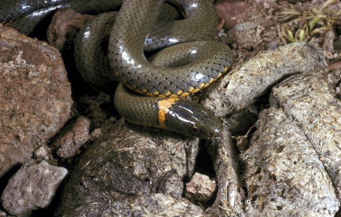 Non-Venomous Vs Venomous Snakes In Tennessee (ID Guide)