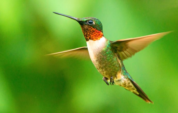 Hummingbirds in TN - Ruby-throated Hummingbird