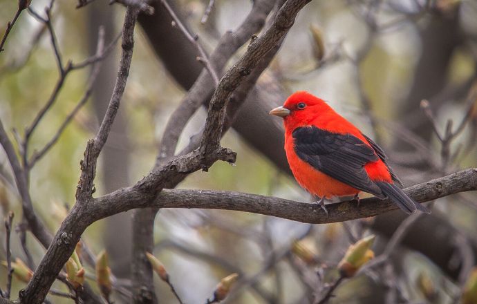 Scarlet Tanager