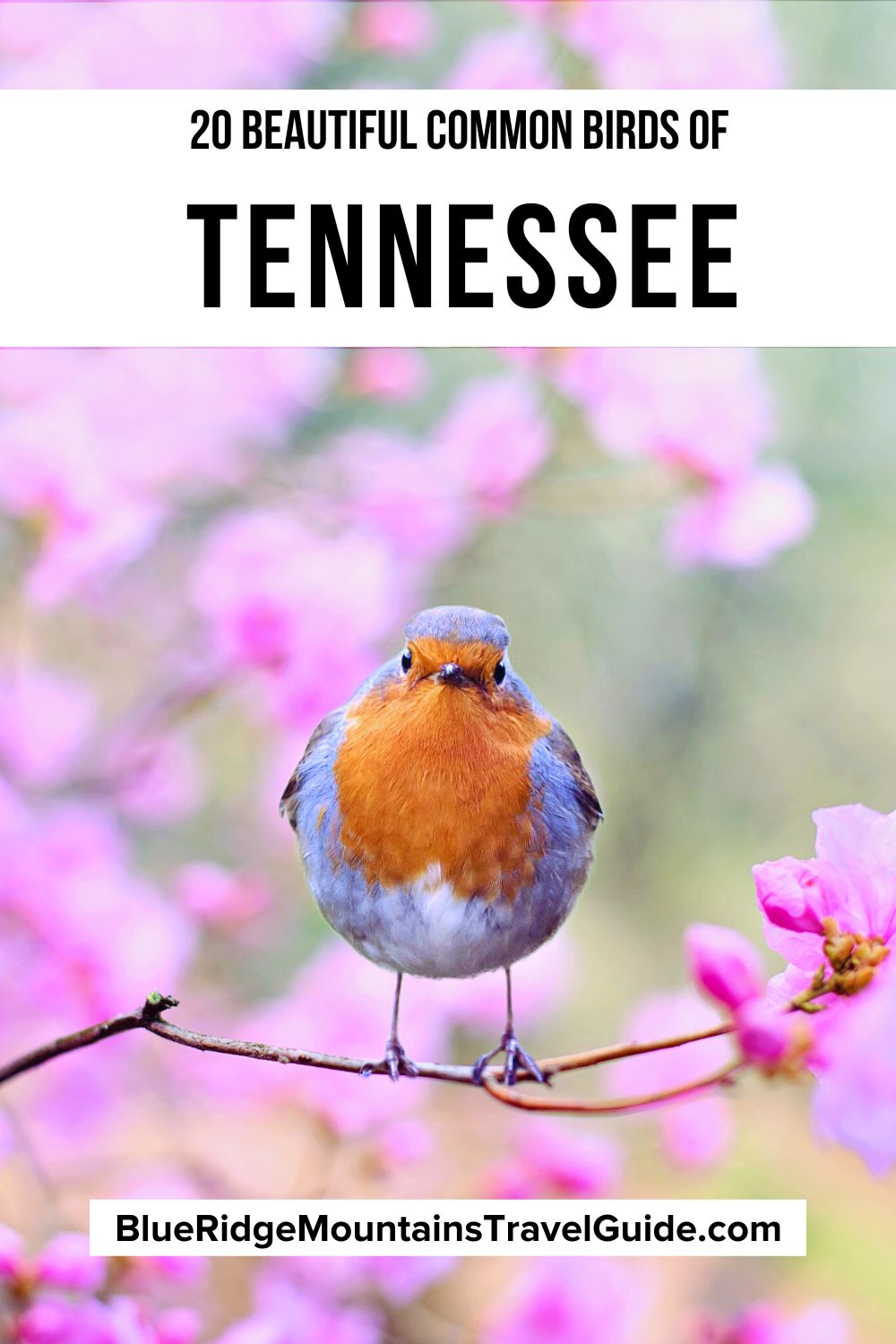 20 Beautiful Birds of Tennessee that you're likely to spot including Water Birds, Birds of Prey, Blue Birds, Red Birds & more! | birds of east tennessee | owls in tennessee | hawks in tennessee | state bird of tennessee | tn birds | hummingbird tennessee | birds of tn | tennessee bird | woodpeckers in tennessee | blue birds in tennessee | birds in tn | blue birds of tennessee | common birds in tennessee | red birds in tennessee birds native to tennessee | tennessee birds of prey |