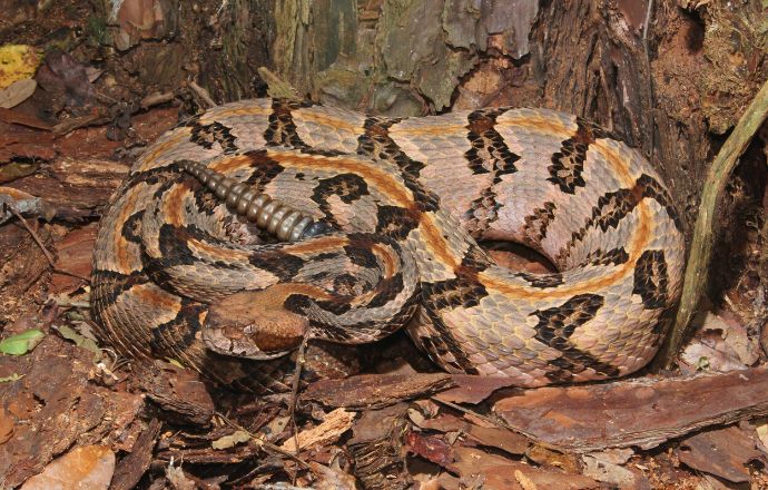 Rattlesnakes in Tennessee - Timber Rattlesnake