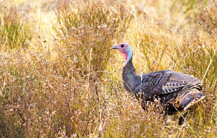 Wild turkeys in Tennessee