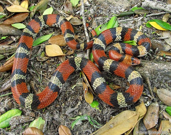 Non-Venomous Scarlet Snake
