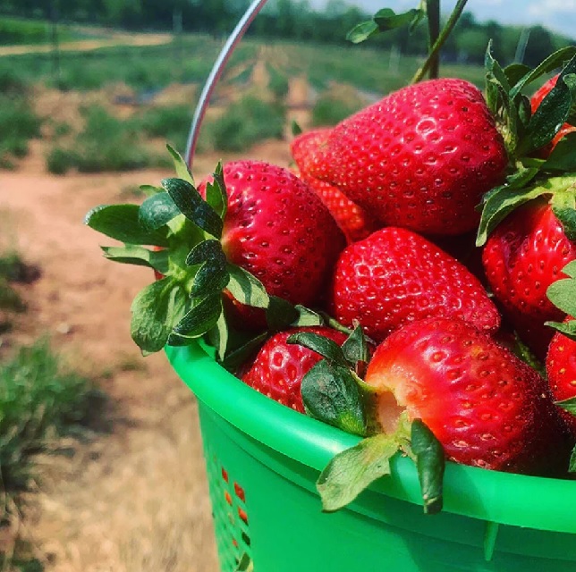 Strawberry picking in Georgia - The Shed at Fitzgerald Fruit Farms