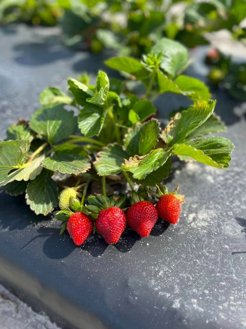GA strawberry picking farms -Ottawa Farms