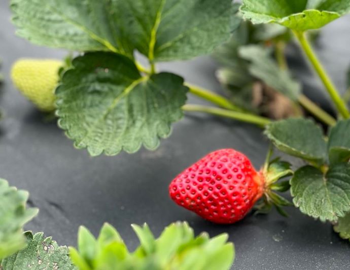 Strawberry Farm Picking at Jaemore Farm in GA