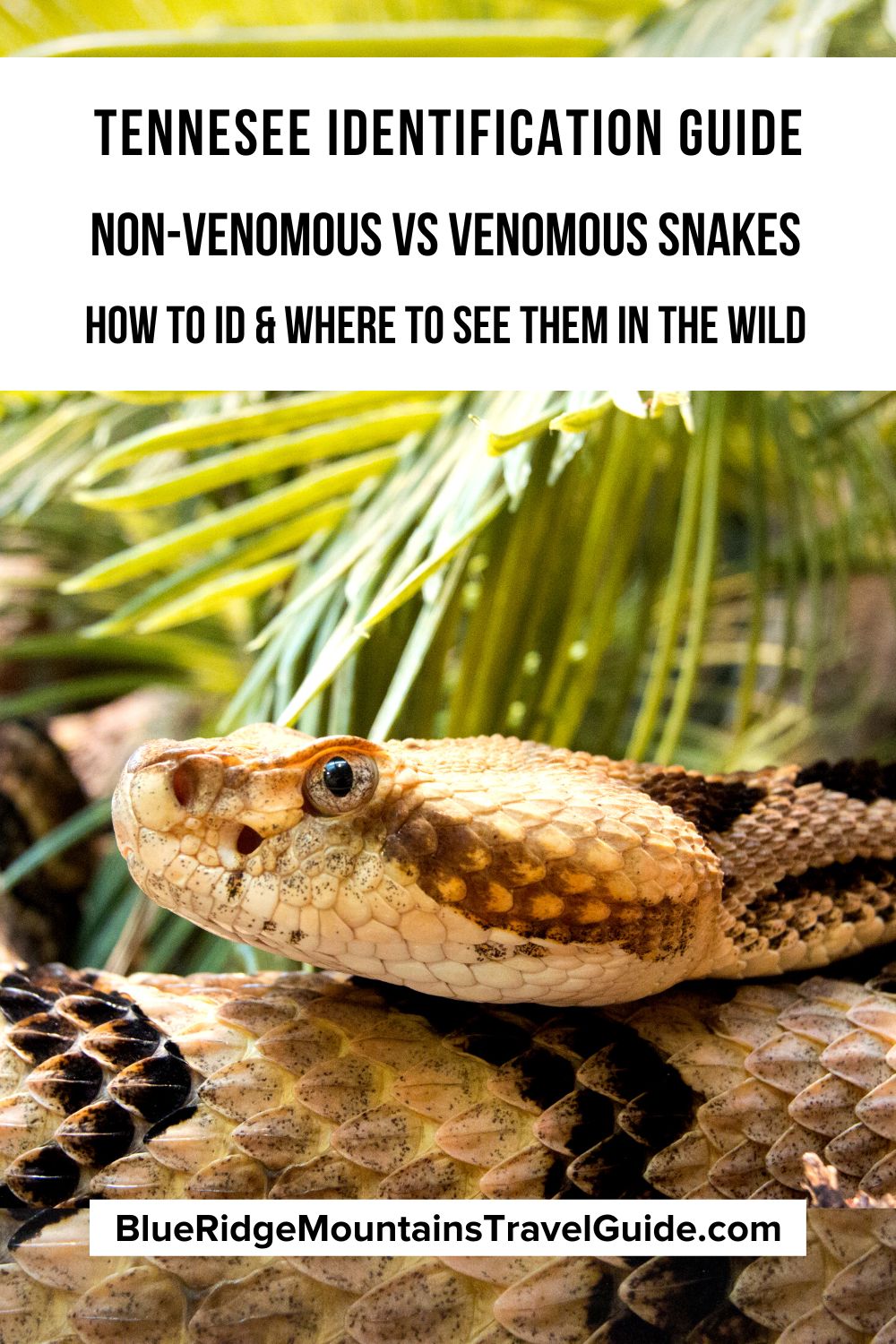 Non-Venomous vs Venomous Snakes in Tennessee (ID Guide) including black snakes, brown snakes, water snakes, & rattlesnakes in Tennessee. | tennessee snakes | black snakes in tennessee | king snake tennessee | snakes in tn | poisonous snakes in tennessee | brown snakes in tennessee | rat snake tennessee | copperhead tennessee | water moccasin tennessee | tennessee snake identification | water snakes in tennessee | common snakes in tennessee | copperhead snake tennessee |