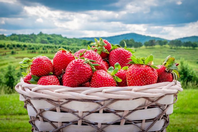 GA strawberry picking farms - Mercier Orchards 