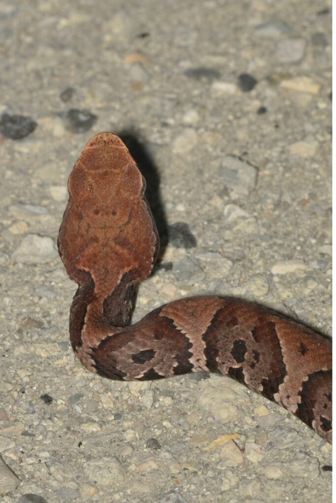 Water Moccasin Tennessee