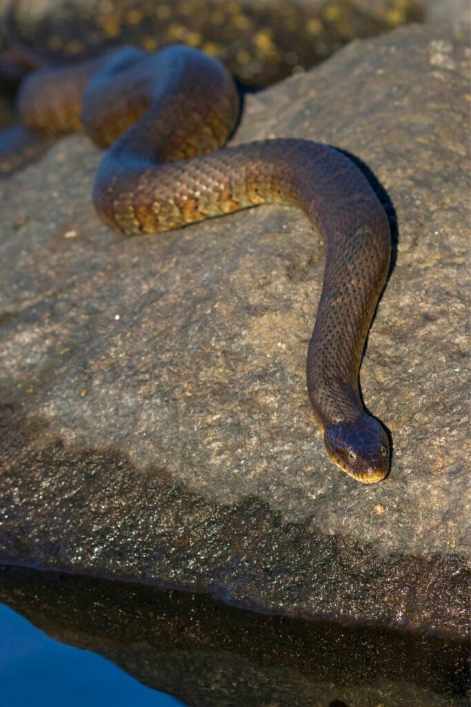 Water snakes in Tennessee