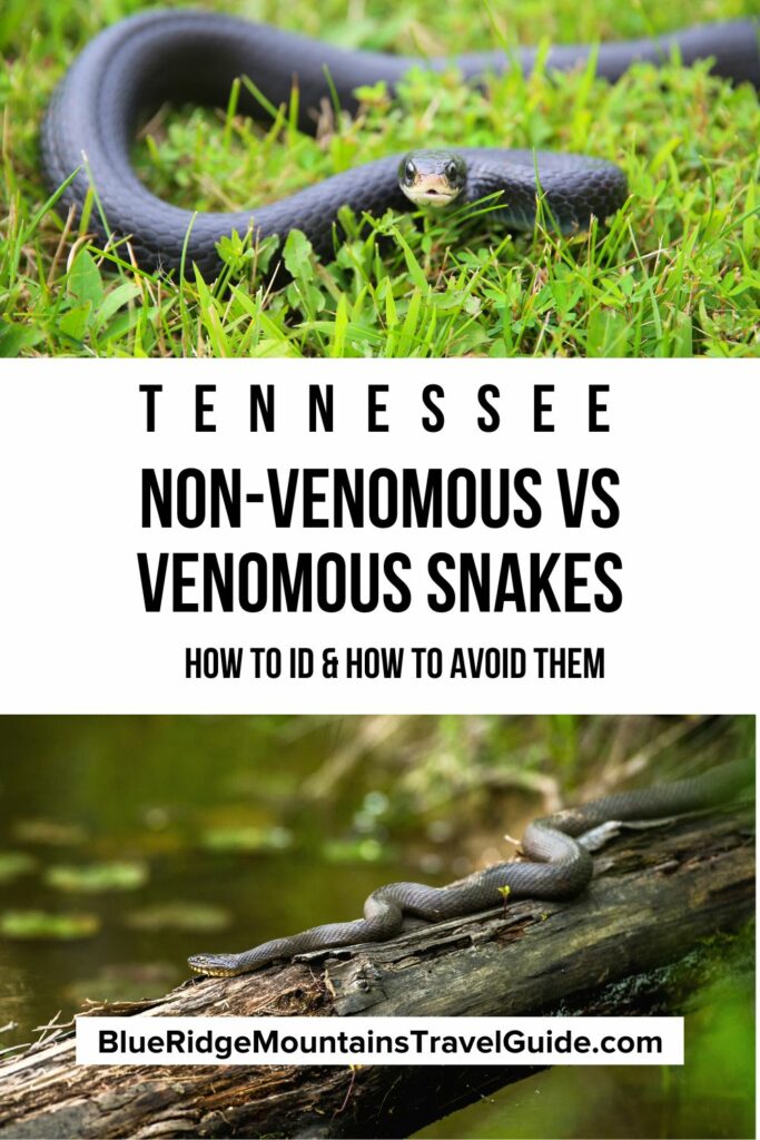 Non venomous vs venomous snakes in tennessee id guide 