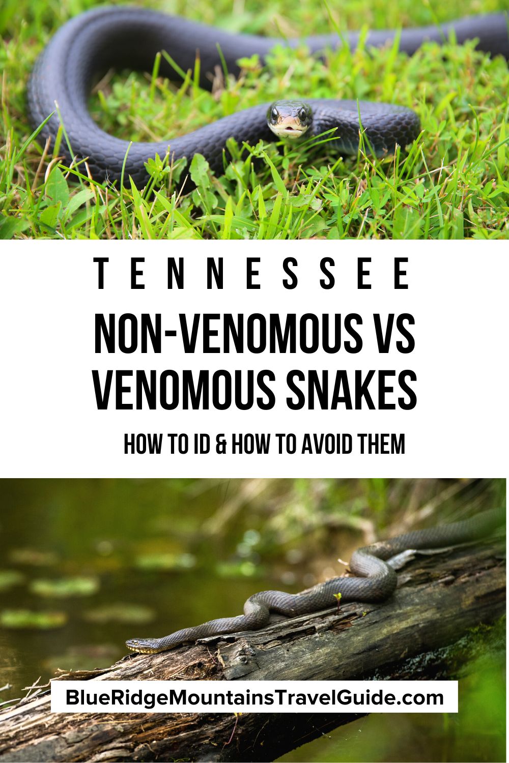 Non-Venomous vs Venomous Snakes in Tennessee (ID Guide) including black snakes, brown snakes, water snakes, & rattlesnakes in Tennessee. | tennessee snakes | black snakes in tennessee | king snake tennessee | snakes in tn | poisonous snakes in tennessee | brown snakes in tennessee | rat snake tennessee | copperhead tennessee | water moccasin tennessee | tennessee snake identification | water snakes in tennessee | common snakes in tennessee | copperhead snake tennessee |