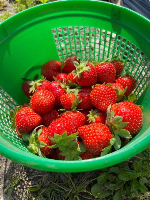 Pick your own strawberry farm in Georgia - Berry Good Farms