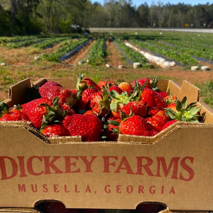 Places to Pick Strawberries in GA - Dickey Farms