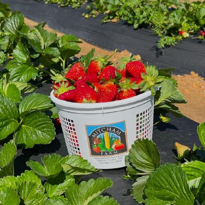 Strawberry Picking Atlanta - Micham Farm in Georgia