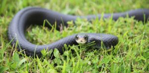 Tennessee snakes - Black Racer