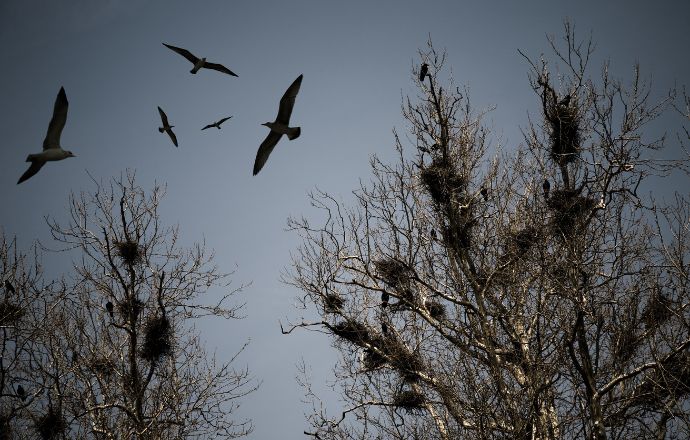 Mothman Sighting