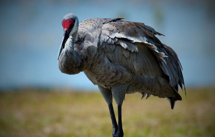 Sandhill Crane Mothman West Virginia