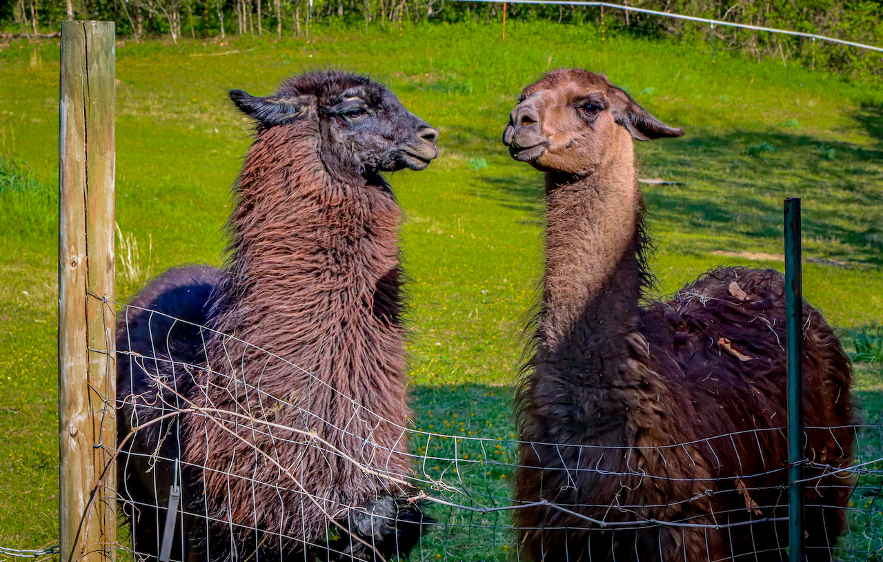 Llamas of Hot Springs in Hot Springs NC