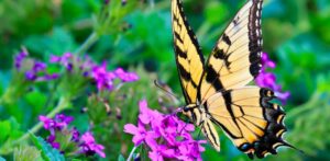 Butterflies in VA