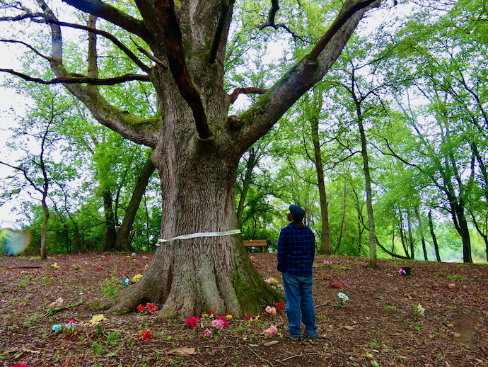 The Resting Tree at Sugar Hollow Park in Bristol VA