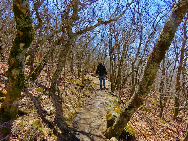 best hiking trails in NC - Summit Trail in Elk Knob State Park NC