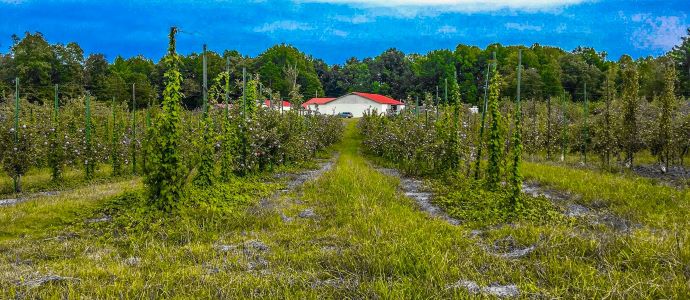 apple valley orchards in Tennessee - Apple Valley Orchard