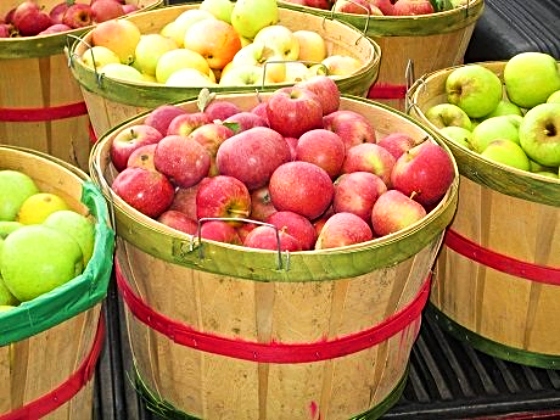 apple picking in Knoxville TN - Buffalo Trail Orchard