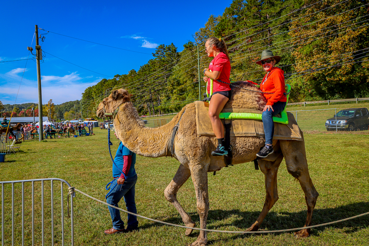 Ellijay Apple Festival 2025