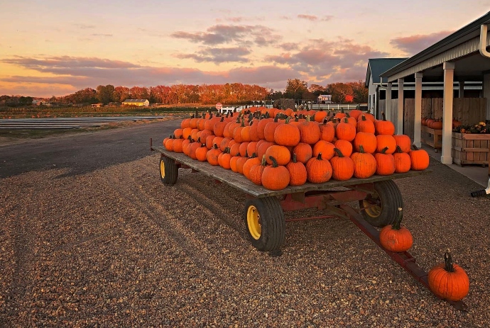 Pumpkin Patches in Virginia Beach VA - Cullipher Farm
