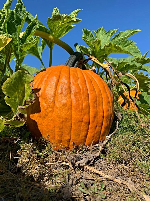 Pumpkin farms in Virginia - Flanagan Farm